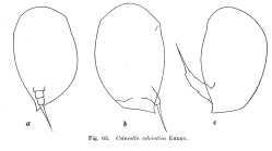 Colurella adriatica