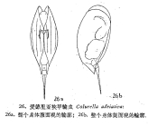 Colurella adriatica