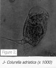 Colurella adriatica