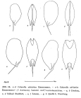 Colurella adriatica