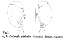 Colurella adriatica