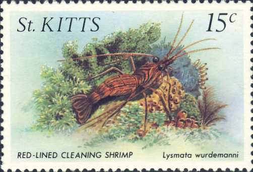 Lysmata wurdemanni Lysmata wurdemanni