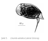 Colurella adriatica