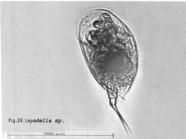 Colurella adriatica
