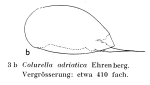 Colurella adriatica