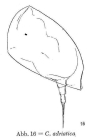 Colurella adriatica