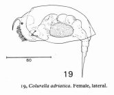 Colurella adriatica