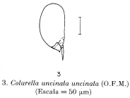 Colurella adriatica