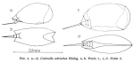 Colurella adriatica