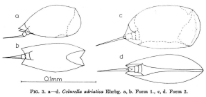 Colurella adriatica