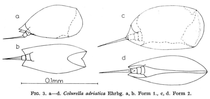 Colurella adriatica Colurella adriatica