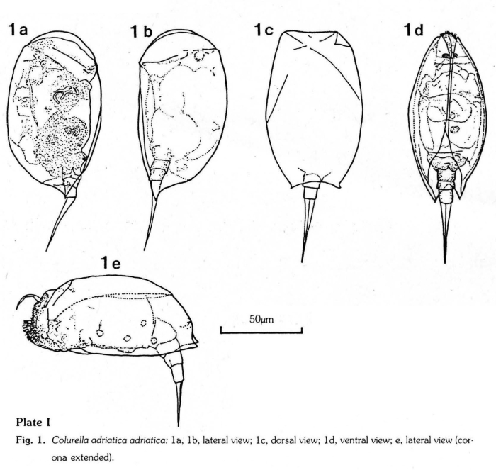 Colurella adriatica Colurella adriatica
