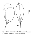Colurella adriatica
