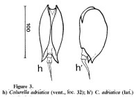 Colurella adriatica
