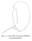 Colurella adriatica