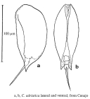 Colurella adriatica