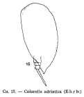 Colurella adriatica
