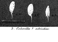 Colurella adriatica