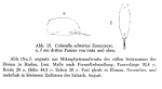 Colurella adriatica f. angusta