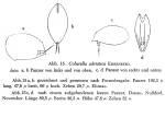 Colurella adriatica f. lata