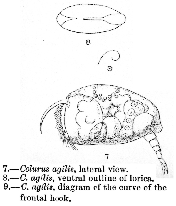 Colurella agilis - Original description image