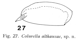 Colurella althausae - Original description image
