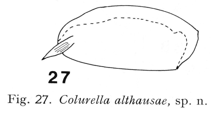 Colurella althausae - Original description image