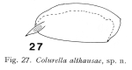 Colurella althausae