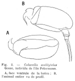 Colurella amblytela