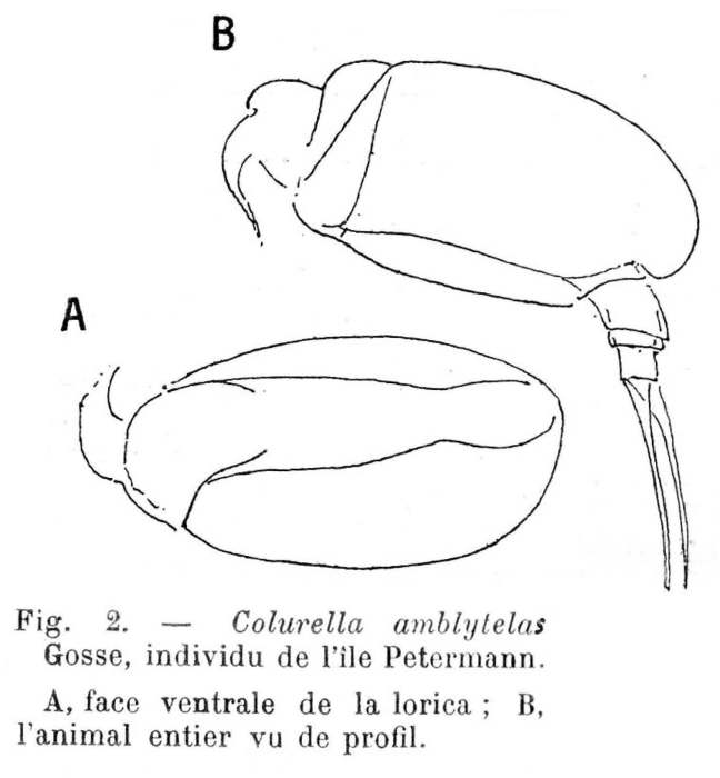 Colurella amblytela