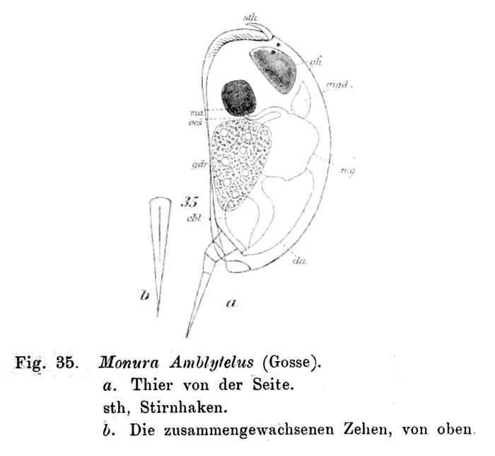 Colurella amblytela