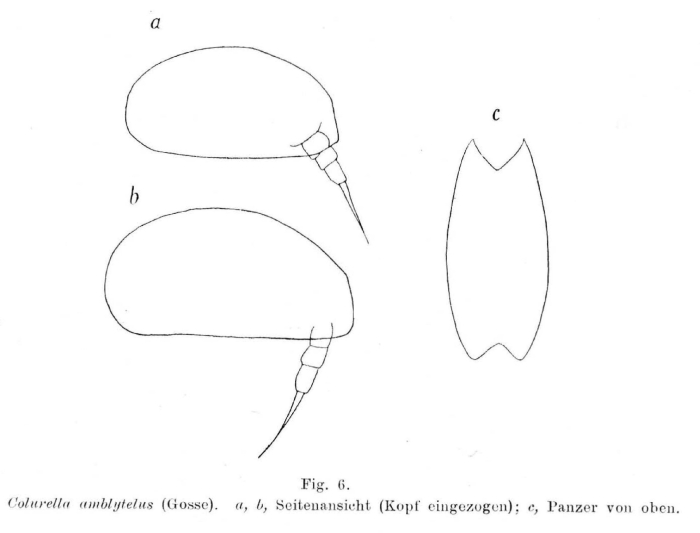 Colurella amblytela