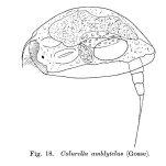 Colurella amblytela