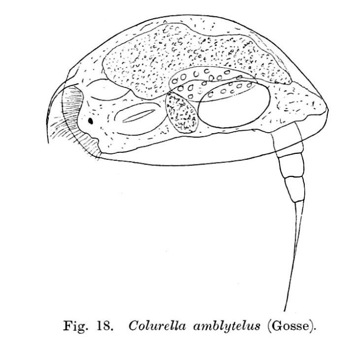 Colurella amblytela