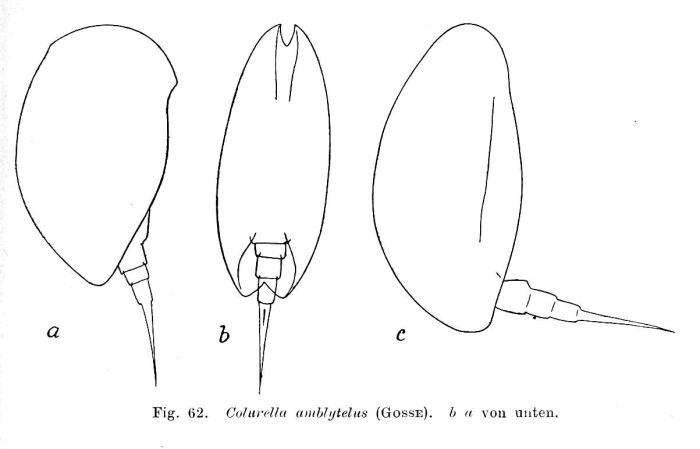 Colurella amblytela