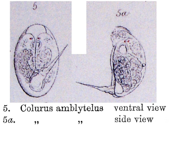 Colurella amblytela - Original description image