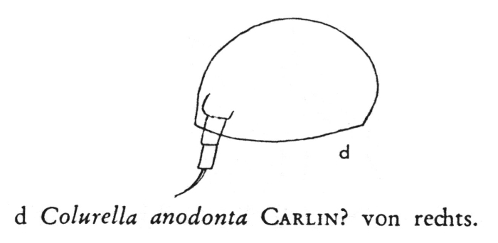 Colurella anodonta