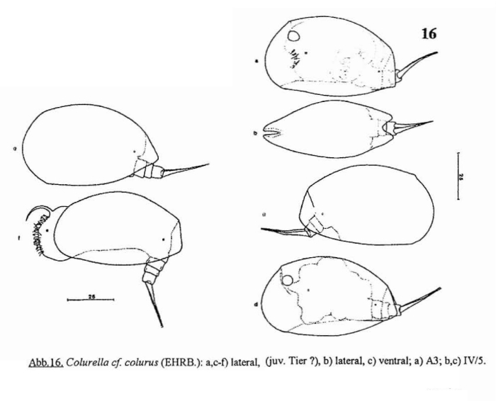 Colurella anodonta