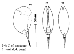 Colurella anodonta