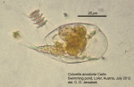 Colurella anodonta