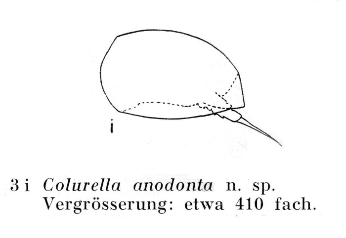 Colurella anodonta