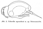 Colurella aquaeducti - Original description image