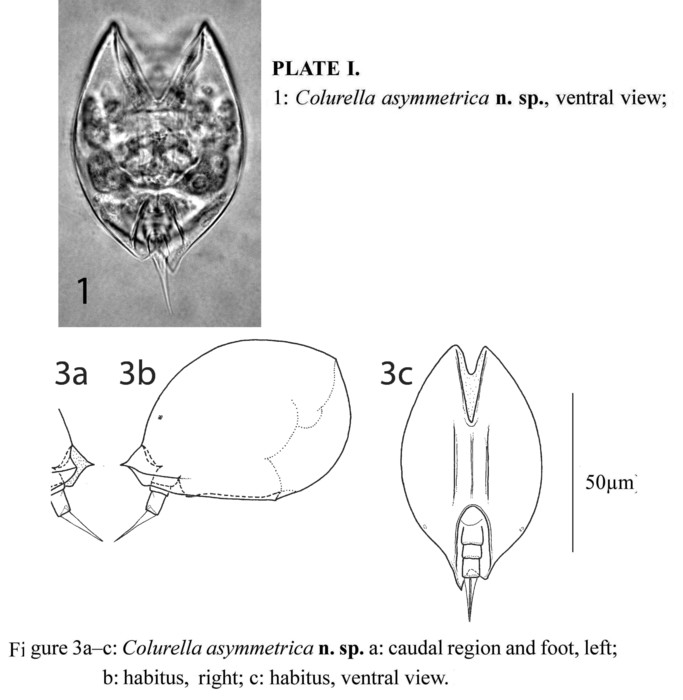Colurella asymmetrica - Original description image
