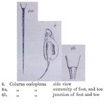 Colurella coelopina - Original description image