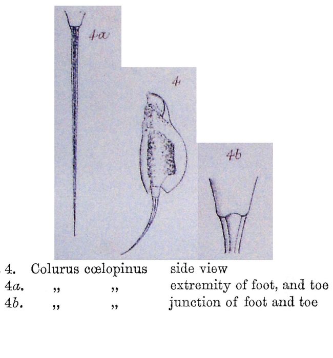 Colurella coelopina - Original description image