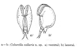 Colurella collaris - Original description image