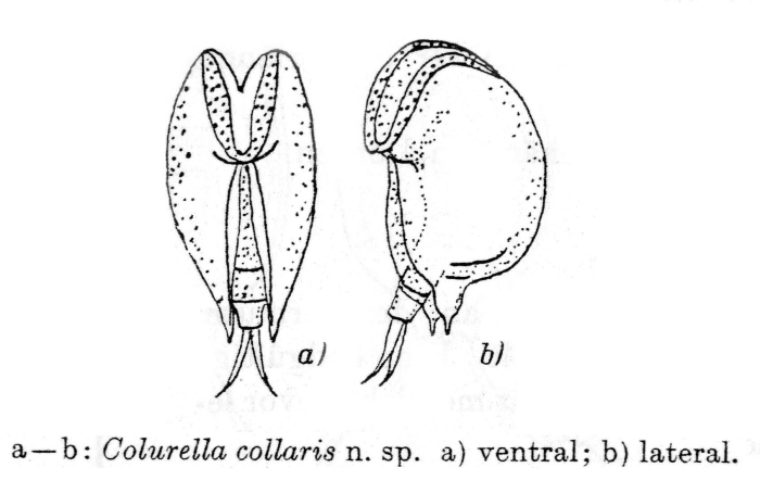 Colurella collaris - Original description image