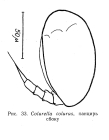 Colurella colurus