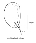 Colurella colurus