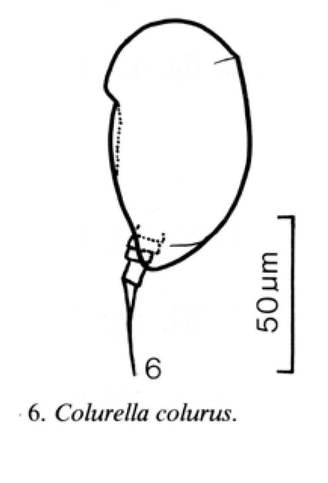 Colurella colurus Colurella colurus